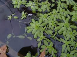 Image result for Callitriche