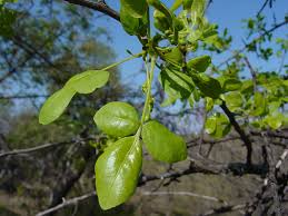 Image result for Commiphora tenuipetiolata