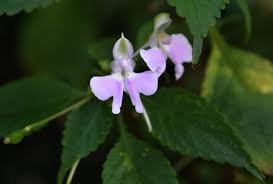 Image result for Impatiens hochstetteri