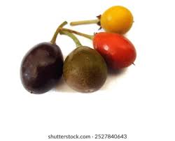 Image result for Manilkara kauki