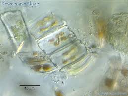 Image result for Entada bacillaris