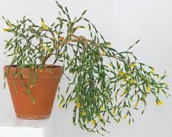 Maybe you would like to learn more about one of these? Indoor Plants Archives Page 8 Of 11 Planting Man