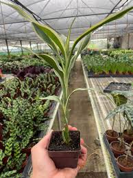 Image result for Dracaena sanderiana