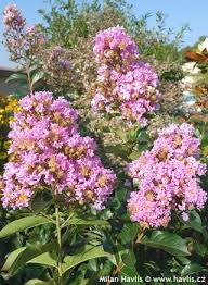 All crepe myrtles bloom on new wood and should be pruned in winter or early spring. Lagerstroemia Muskogee Havlis Cz