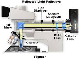 Iris diaphragm is located below the condenser and below the light source. Kohler Illumination Kohler Illumination In Reflected Light Olympus Ls