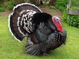 Black And White Turkey Breed Breed Savers Beltsville Small White Turkeys Bronze Turkey Pictures Of Turkeys Raising Turkeys