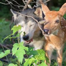 Not as fun as drugs. Pet Deer Known For Bond With 2 Husky Dogs Is Seized By Indiana Authorities Wreg Com