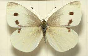 The small cabbage white butterfly (pieris rapae) is a small to medium sized butterfly in the family pieridae. Pieris Rapae Wikipedia