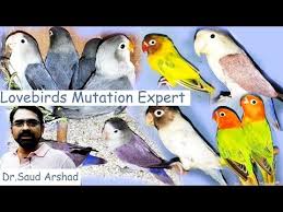 videos matching rosy faced lovebird colour genetics revolvy