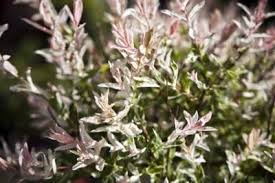 Wisdom of the willow tree is an osage nation story in which a young man seeks answers from a willow tree, addressing the. Flamingo Japanese Willow Info Tips For Growing Dappled Willow Trees
