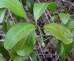Image result for Ximenia americana