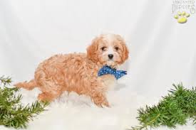 Cavapoo puppies for sale under $1000. Biscuit Cavapoo Puppy For Sale In Millersburg Oh Happy Valentines Day Happyvalentinesday2016i