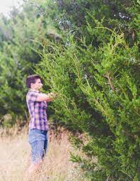 The rest of the pictures here were provided by members of oklahoma ﻿wildcrafting and they are also copyrighted by the member. Branch To Mouth Growing Native Edibles In Your Home Garden Edible Oklahoma City