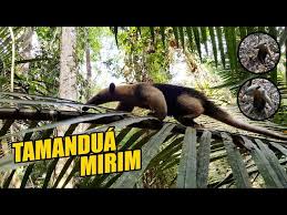 Não sabemos se a obra foi embargada, mas é um caso inédito para mim, onde uma construção em pleno centro da. Tamandua Mirim Fique Longe Desse Abraco Youtube