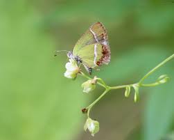 Image result for Tristachya viridiaristata