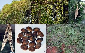 Image result for Canavalia gladiata