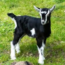 Black And White Goat Breeds Pin On Other Animals