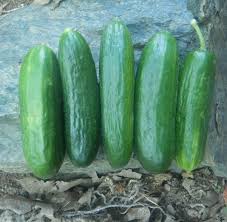 Image result for Cucumis sativus