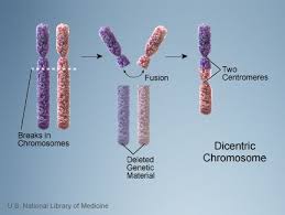 Resultats Google Recherche Dimages Correspondant A Http Ghr Nlm Nih Gov Handbook Illustrations Dicentric Jpg Chromosome Molecular Genetics Genetics