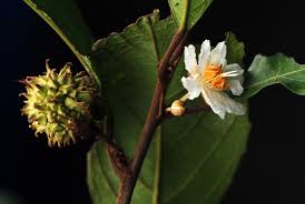 Image result for Lindackeria bukobensis