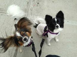 A Guide To Papillons The Most Underrated Of French Imports Papillon Dog Papillon Dog Puppy Papillon