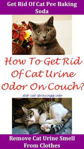 Cat Pee Out Of Carpet Home Remedies Cat Pee Kitty Cat Smells Of Urine What Neutralizes Cat Urine Cat Pee Out Of Mattress Pet Cat Spray Cat Pee Smell Cat Urine