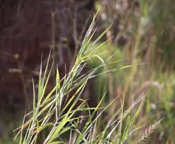 Image result for Echinochloa pyramidalis
