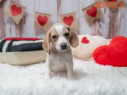 Pocket size beagle are alert and aware of changes in their environment. Petland Florida Has Beagle Puppies For Sale Check Out All Our Available Puppies Beagle Puppy Doglover Puppy Friends Beagle Puppy Labrador Retriever Dog