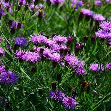 Image result for Vernonia sutherlandii