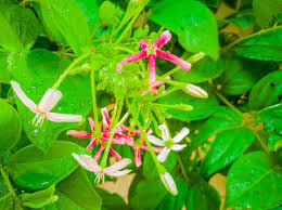 Check spelling or type a new query. Flower Plant With Green Leave Photos Royalty Free Images Graphics Vectors Videos Adobe Stock