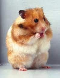 Whether they are inspired by sweet desserts, sweet characters, or are just sweet. 23 Long Haired Hamsters Ideas Cute Hamsters Long Haired Hamster Bear Hamster