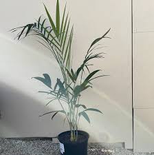 Image result for Chamaedorea radicalis