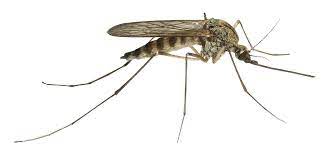 اخطر انواع البعوض المرسال