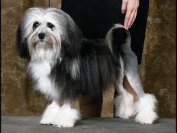 The coat is traditionally kept in a lion clip, in which most of the hindquarters and tail are clipped down close to the skin. Lowchen Dog Breed Lowchen Dog Breed Information Youtube