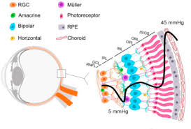 As an optometrist in grand forks, our primary eye care service includes a complete eye exam that. Retinal Energy Metabolism In Health And Glaucoma Sciencedirect