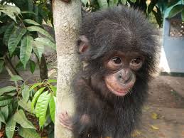 Bikoro Climbing A Tree Congo Rainforest Endangered Great Ape