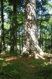 Image result for Vepris drummondii