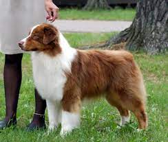 18 Interesting Facts About Australian Shepherds Pethelpful