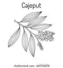 Image result for Melaleuca leucadendron