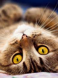 Benar benar kucing lucu wallpaper yang sempurna. Kucing Lucu Imut Android Wallpaper Binatang Pretty Cats Cute Animals Kittens