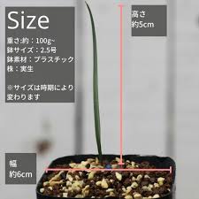 Image result for Ornithoglossum viride