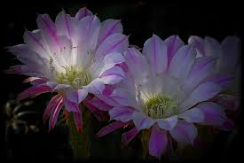 This is why some only bloom at night, producing a very scented flower which in turn. Night Blooming Cactus Flowers Photograph By Saija Lehtonen