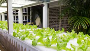 How to Start a Hydroponic Garden at Home