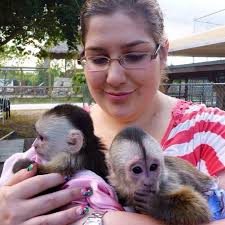 What are the tiny primate species at the Santa Ana Zoo?