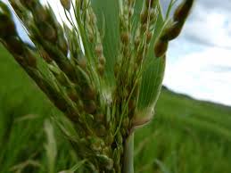 Image result for Sorghum arundinaceum