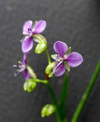 Image result for Murdannia simplex