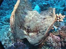 Image result for Tridactyle stevartiana