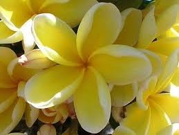 Pin By Terrylivn4aloha On Plumeria Rubra Frangipani Plumeria Tropical Flowers