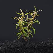 Image result for Hygrophila uliginosa