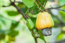 Image result for Anacardium occidentale